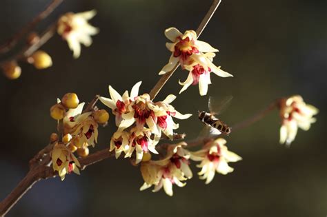 腊梅|一花香十里——蜡梅